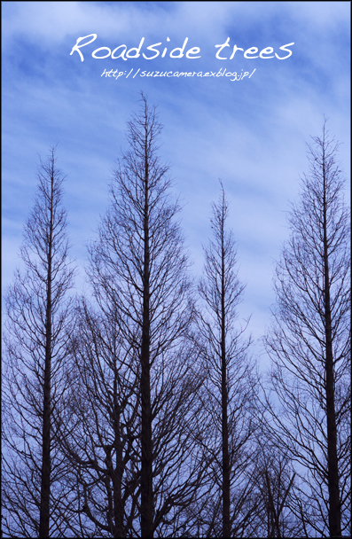 Roadside trees_f0100215_23302537.jpg