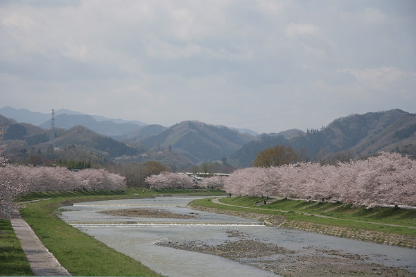 こだま千本桜_d0026817_1302026.jpg