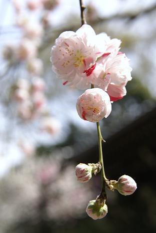 ～ 安国論寺のモモ ～ 妙本寺のカイドウ ～ 大巧寺のリキュウバイ_e0021121_12412471.jpg