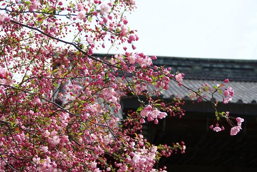 ～ 安国論寺のモモ ～ 妙本寺のカイドウ ～ 大巧寺のリキュウバイ_e0021121_1243444.jpg