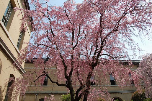 桜京都　＊京都府庁旧本館_a0087927_23522058.jpg