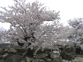 桜満開!_e0118827_18265962.jpg