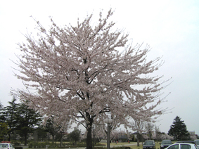 桜満開!_e0118827_18274168.jpg