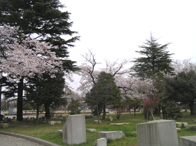 桜満開!_e0118827_18281883.jpg
