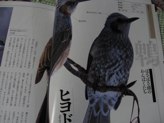鳥キチ番平☆_c0102228_19212032.jpg