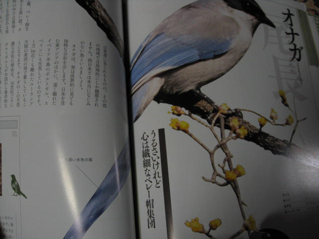 鳥キチ番平☆_c0102228_19231565.jpg