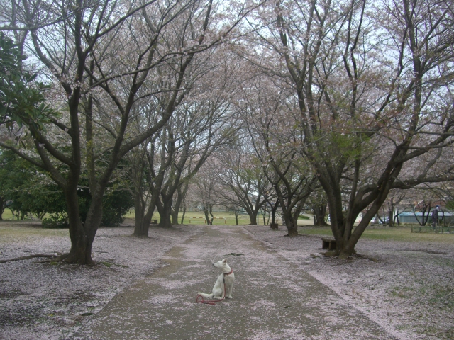 雨のアジ練_c0123029_2313877.jpg