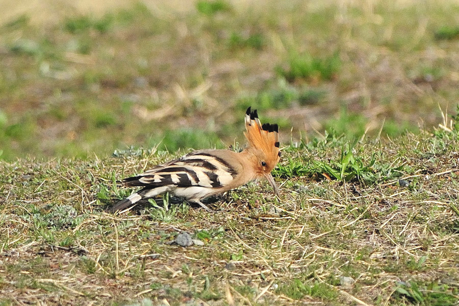 ヤツガシラ　お食事編_f0134335_10113714.jpg