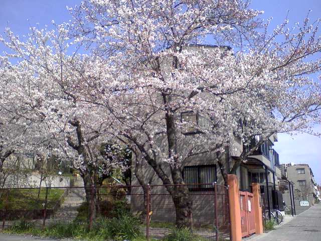 桜_b0123836_23444195.jpg