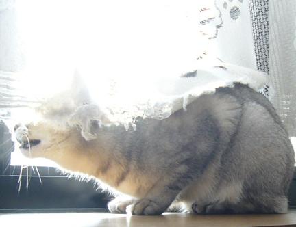 なかなか出ないんです・・_f0002743_10371654.jpg