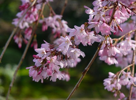 法金剛院の桜_c0057946_2071124.jpg