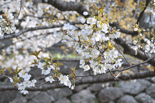 金沢城の桜_c0093046_6303896.gif