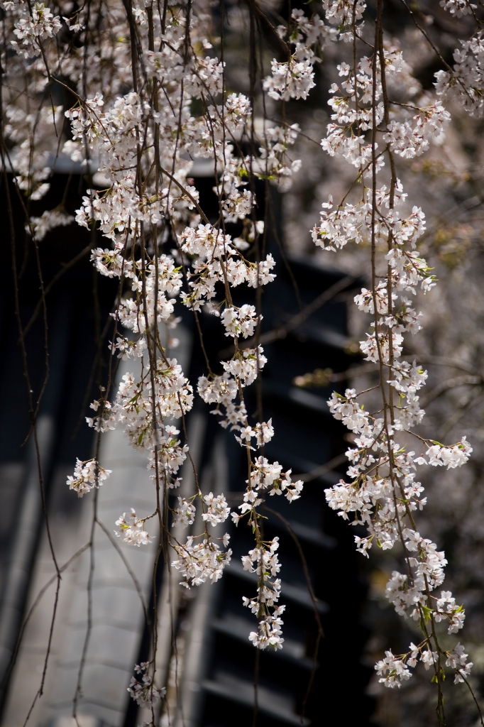 身延山久遠寺４_c0115948_2056076.jpg