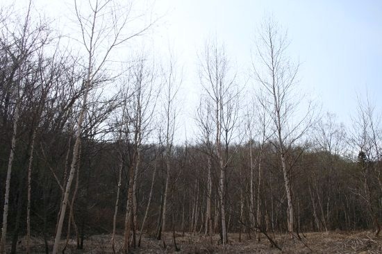 e0126350_159053.jpg