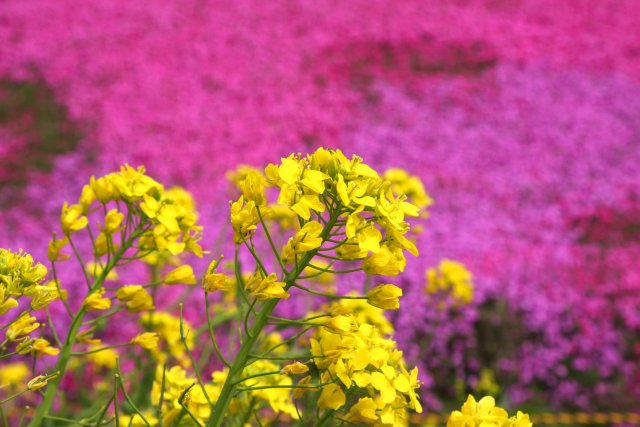 相模川の芝ざくら_f0044056_10483150.jpg