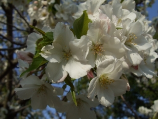 桜だより⑨坂横浜公園_b0095061_8101880.jpg