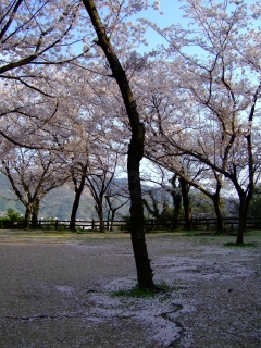 桜だより⑨坂横浜公園_b0095061_882930.jpg