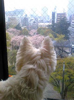 桜と雨とチューリップ_b0107163_23231378.jpg