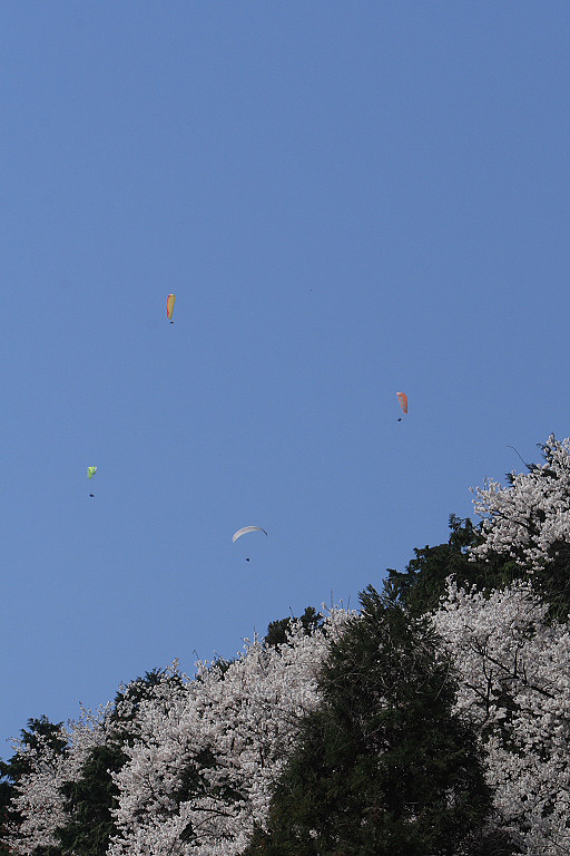 満開の桜の山を飛ぶパラグライダー_f0129465_8533741.jpg