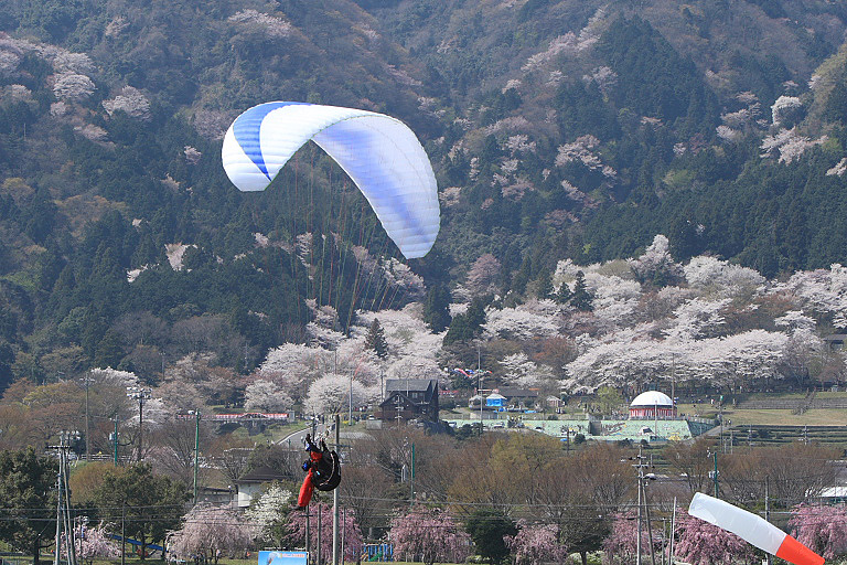 満開の桜の山を飛ぶパラグライダー_f0129465_942699.jpg