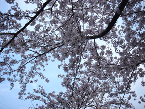 e0043367_1553637.gif