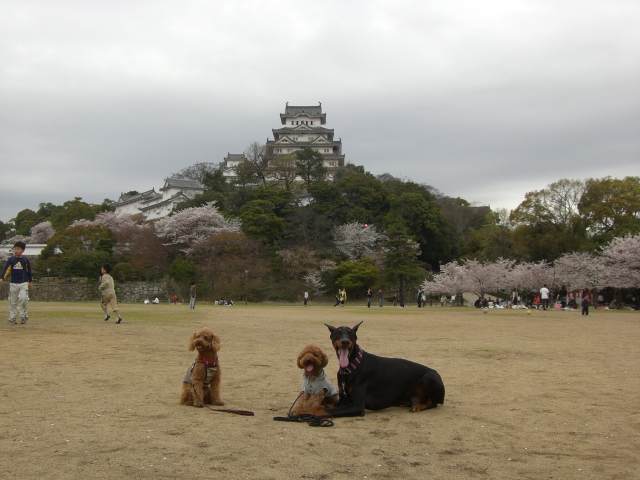 お友達が来たよ_a0088086_17121773.jpg