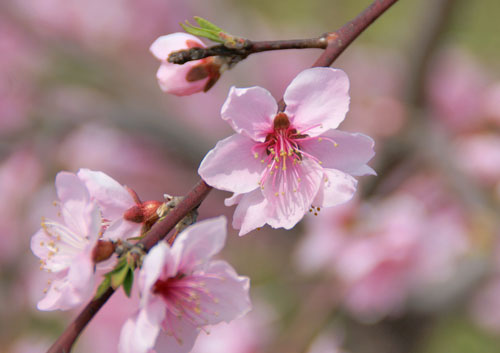 今期２度目のお花見です♪_b0068793_973869.jpg