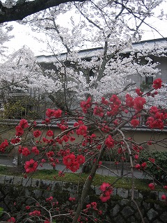2008年4/5（sat）桜桜桜その４_c0077697_1561638.jpg