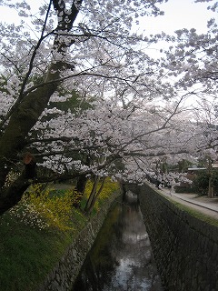 2008年4/5（sat）桜桜桜その４_c0077697_1592672.jpg