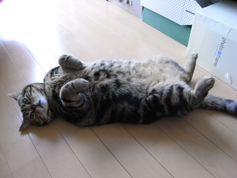 床に落ちている変なモノ_a0021214_1934226.jpg