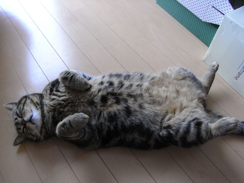 床に落ちている変なモノ_a0021214_1942755.jpg