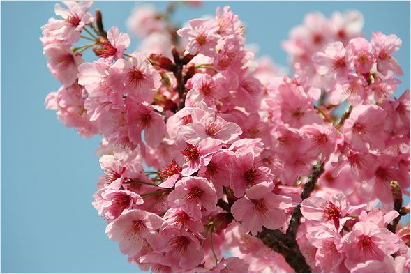 濃い色の桜_c0100214_15114378.jpg