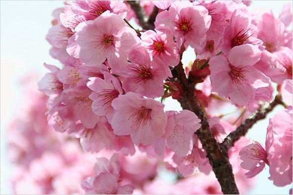 濃い色の桜_c0100214_15121313.jpg