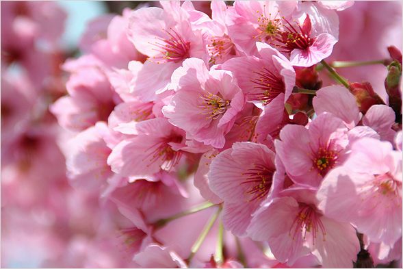 濃い色の桜_c0100214_15123481.jpg