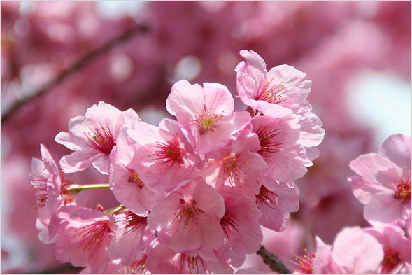 濃い色の桜_c0100214_15125916.jpg