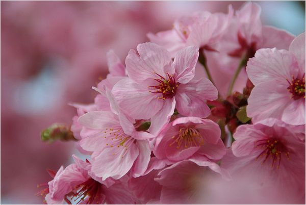 濃い色の桜_c0100214_15132126.jpg