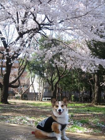 今年の桜…_f0155118_20161941.jpg