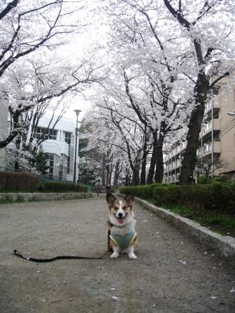 今年の桜…_f0155118_20233291.jpg