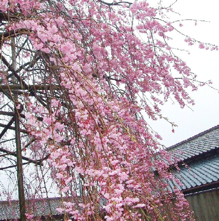 e0135219_20141326.jpg