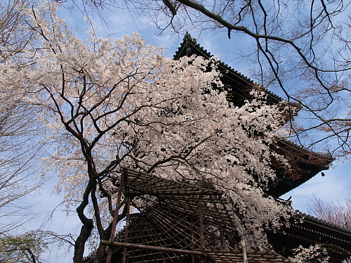 桜便り2008～京都･神楽岡～(4/5)_e0080133_19545272.jpg