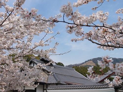 桜便り2008～京都･神楽岡～(4/5)_e0080133_19551548.jpg