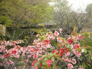 04/11長谷寺の花々_e0082434_23252498.jpg