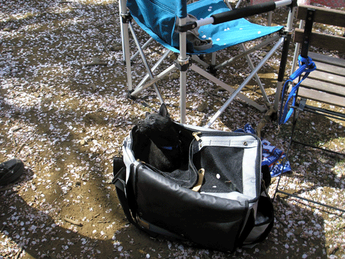 d0049135_126459.gif