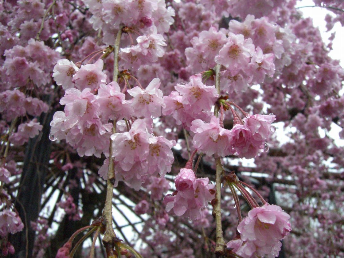 polka-dotted cherry blossoms _b0078838_0411829.jpg