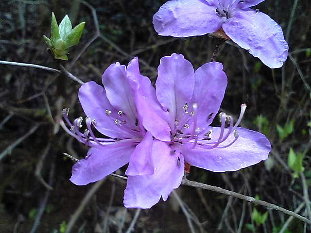 丹後半島の山にも春の花が満開_c0097754_2245944.jpg