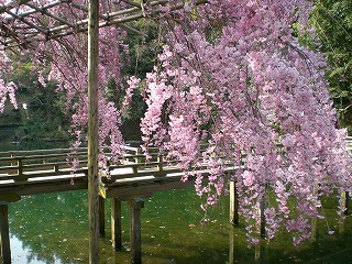 昼間の桜_d0006756_1001261.jpg