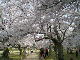 昼間の桜_d0006756_1003221.jpg