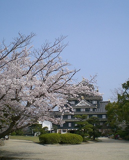 昼間の桜_d0006756_954168.jpg