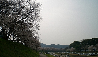 昼間の桜_d0006756_954319.jpg