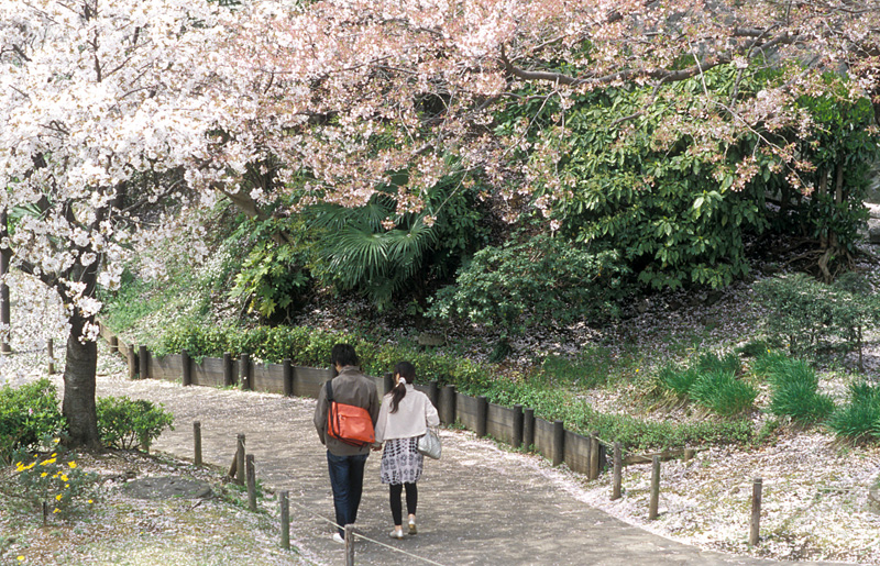 横浜で名残桜　（パート３） _e0030457_21493261.jpg